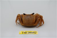 藏品(斯氏沙蟹)的圖片